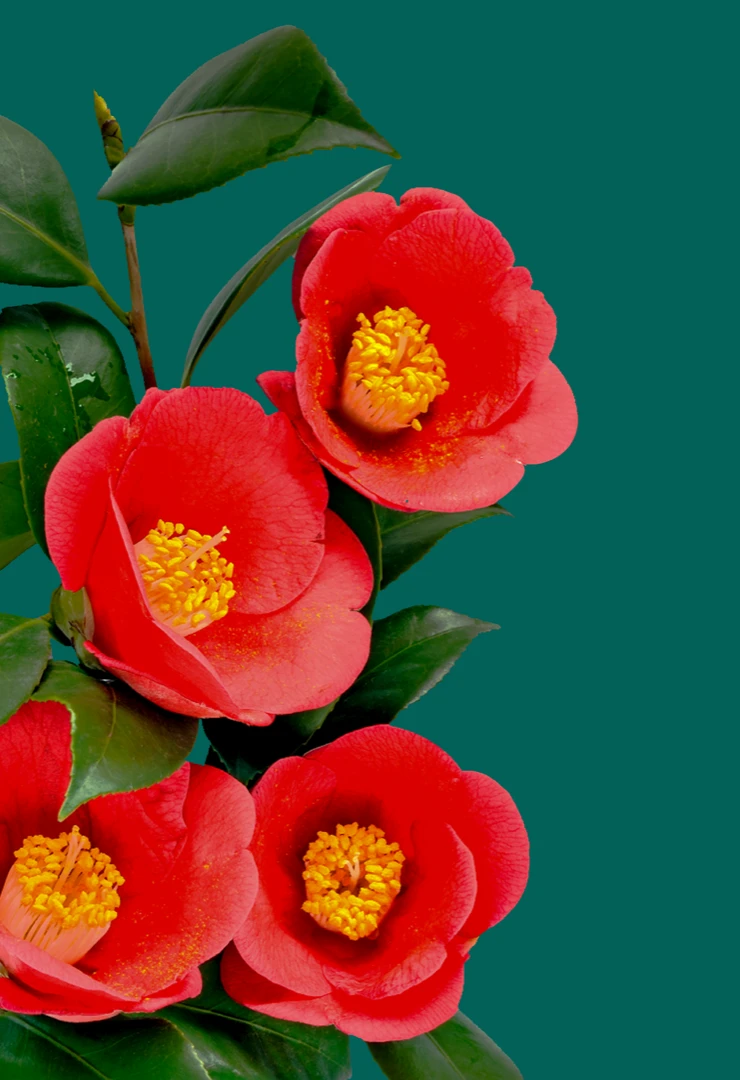 CAMELLIA
SEED OIL